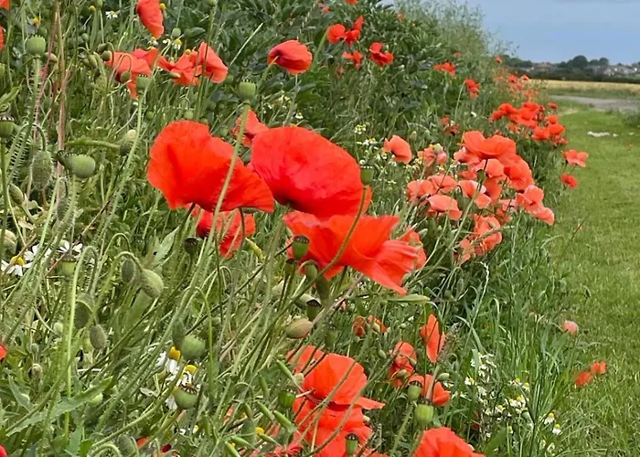 The Deer Hut At Carr House Farm Kemping *