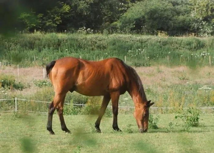 The Deer Hut At Carr House Farm *